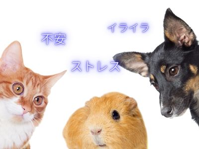 動物とストレスの画像